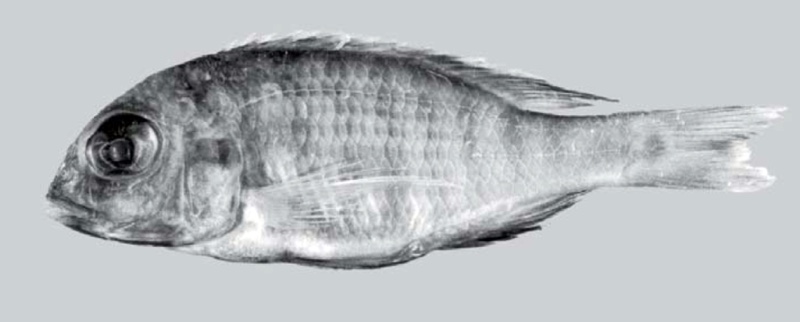 Lethrinops sp. 'big head' South East Arm